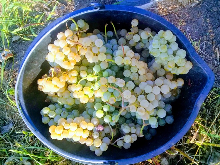 20180915_171033-effects