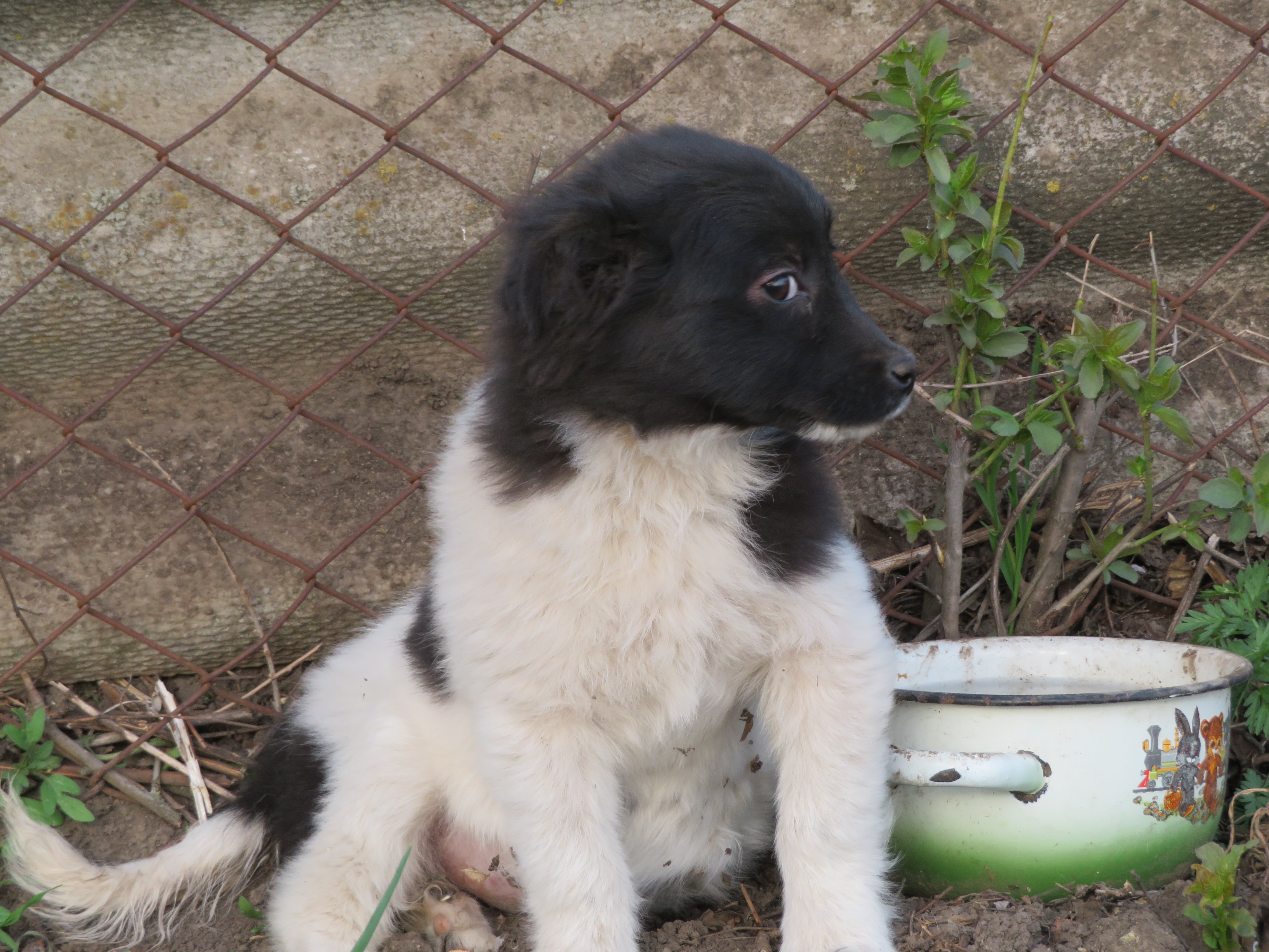 Black and white puppy is sitting with her head turned to the camera's right.