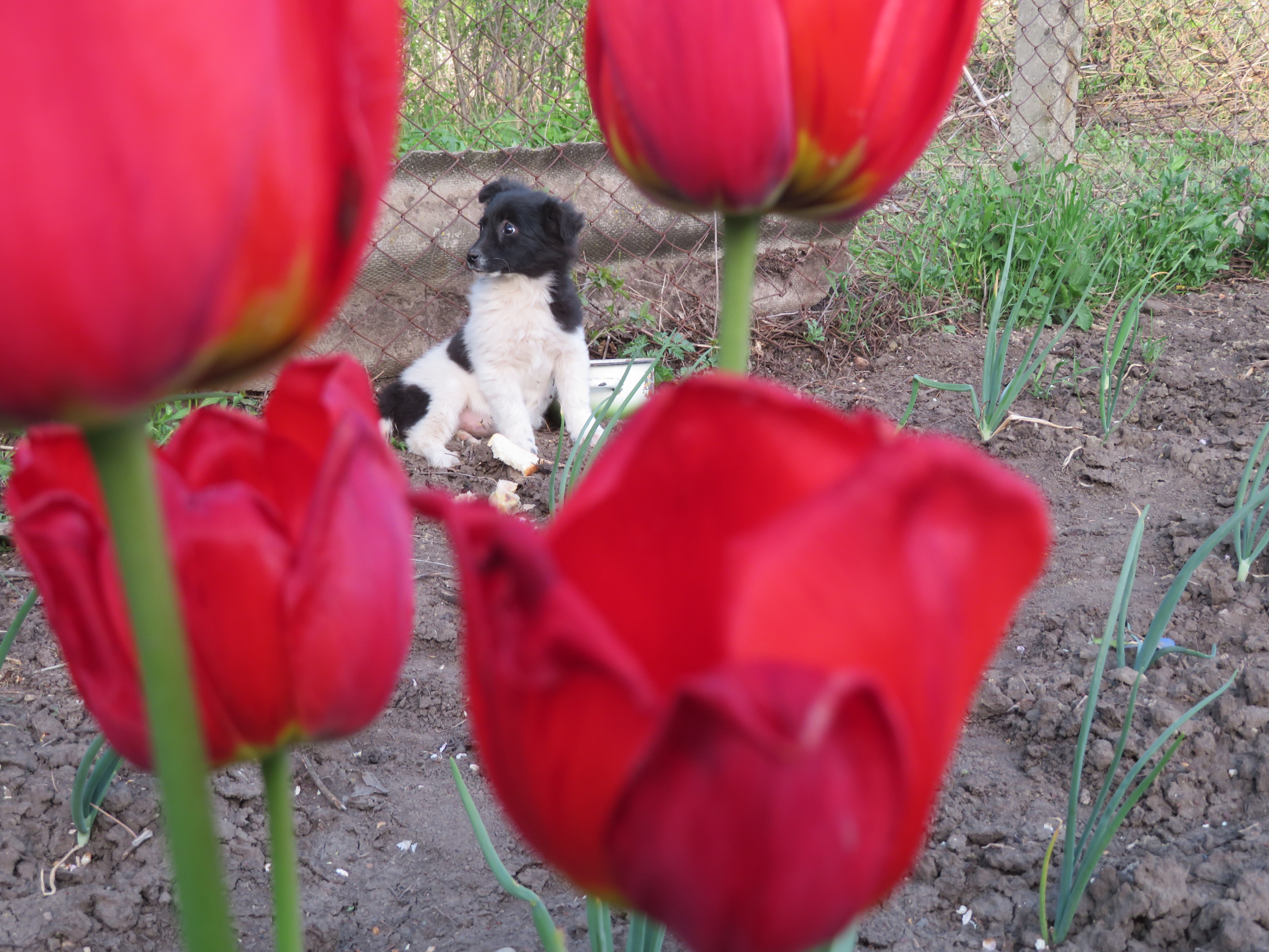 A black and white puppy has her photo taken from an angle behind 4 red tulips.